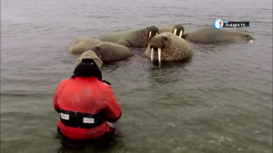 Large-scale seals