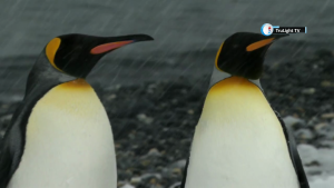 King Penguins