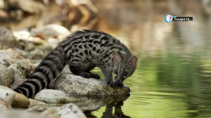 Life as a Genet