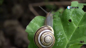 Our gardens provide vital habitats for wild animals and plants