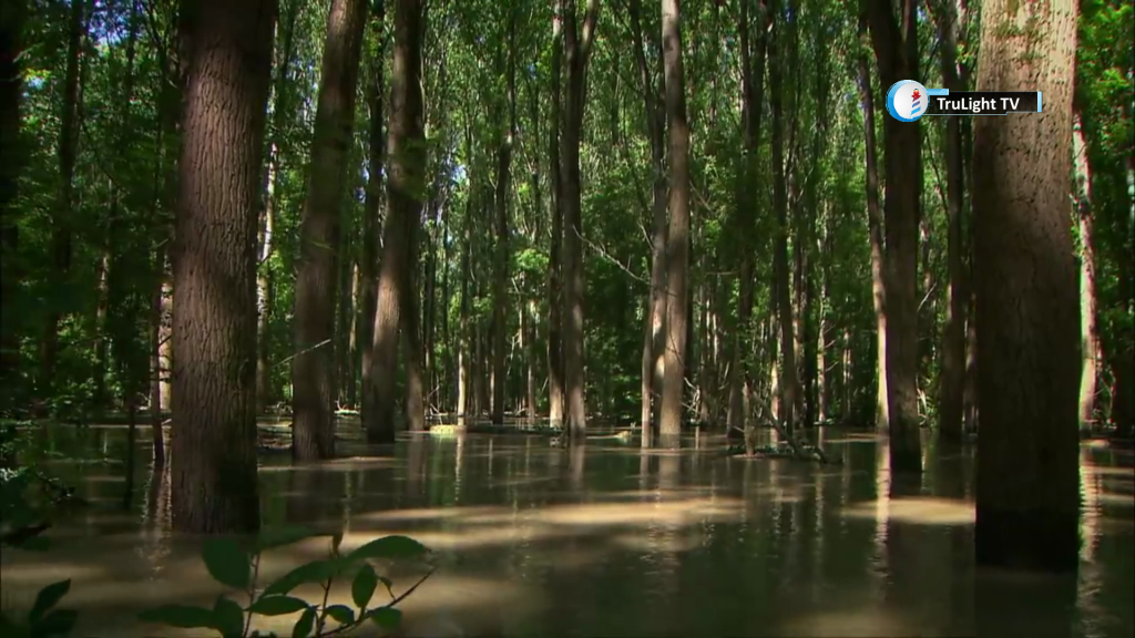 The Flooded Forest