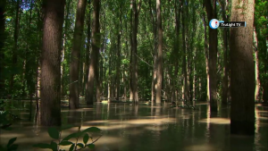 The Flooded Forest