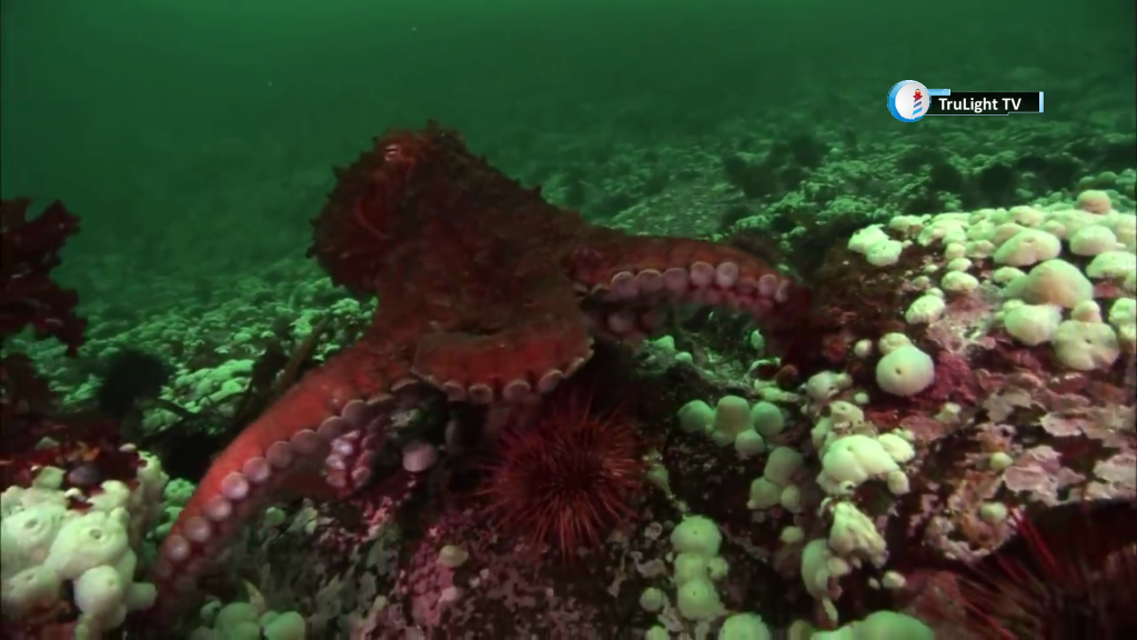 The Mysterious Cephalopods
