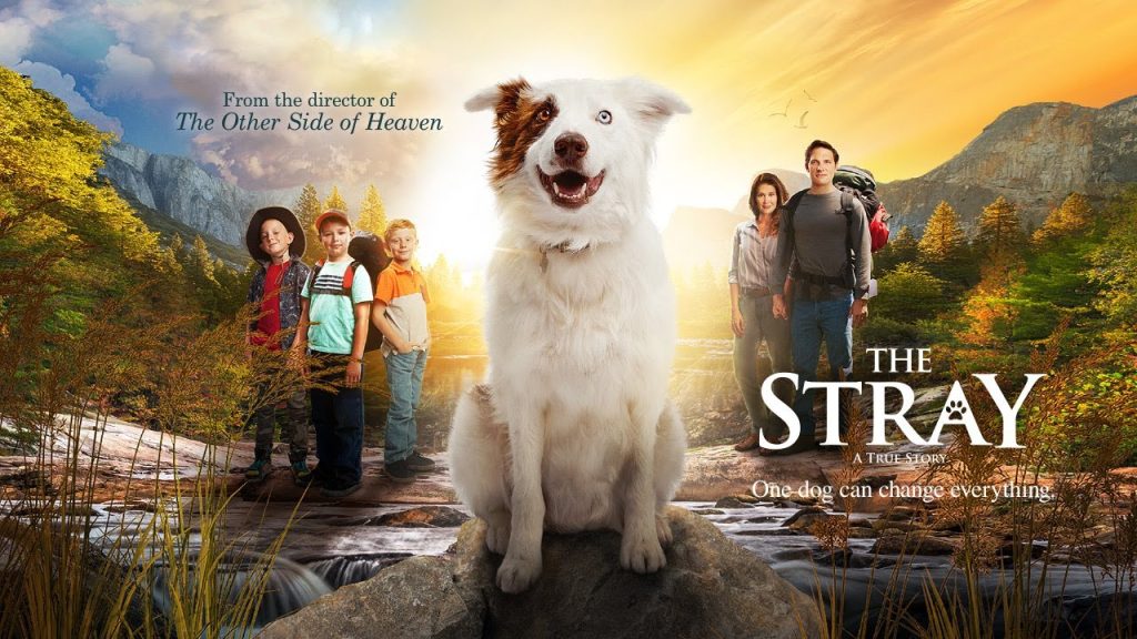 Movie Time - The Stray