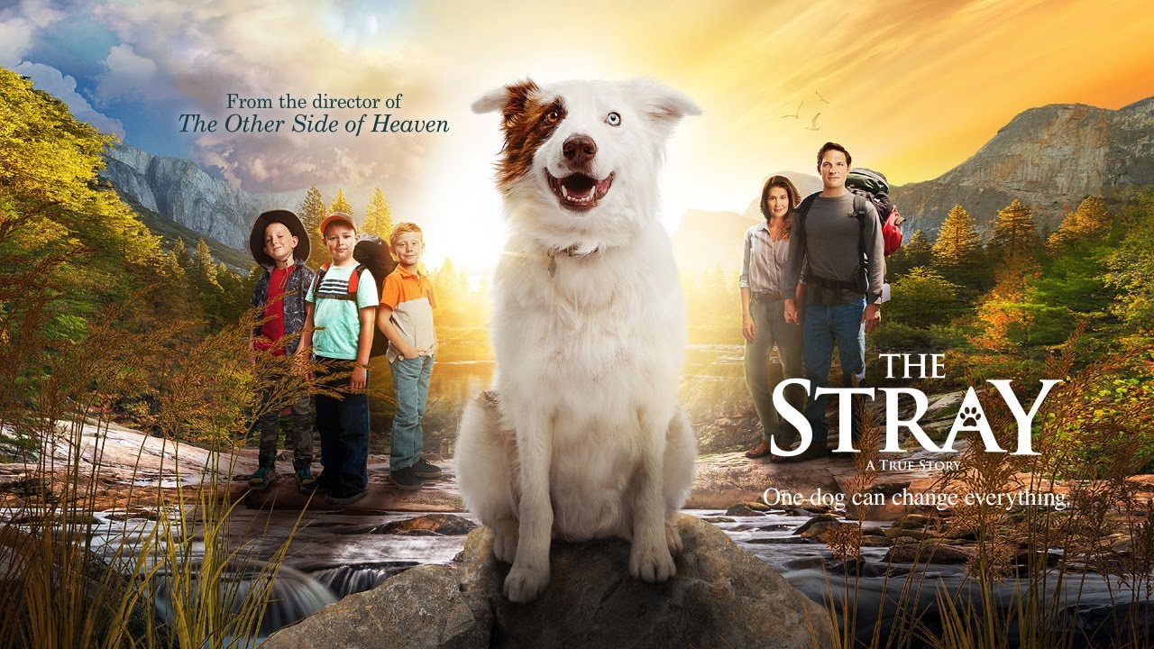 Movie Time - The Stray