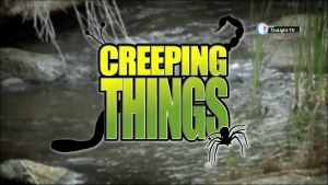 Creeping Things: Discovering God’s Amazing Creatures